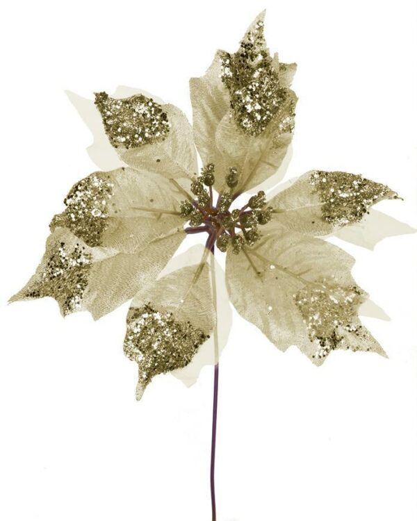 Kvet Poinsettia Glisheer.Gold
