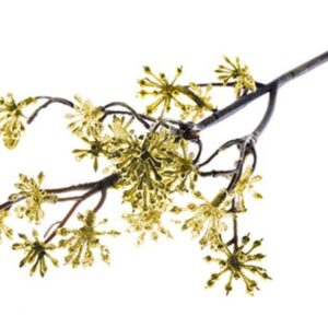 X Vetvička MagicHome Vianoce