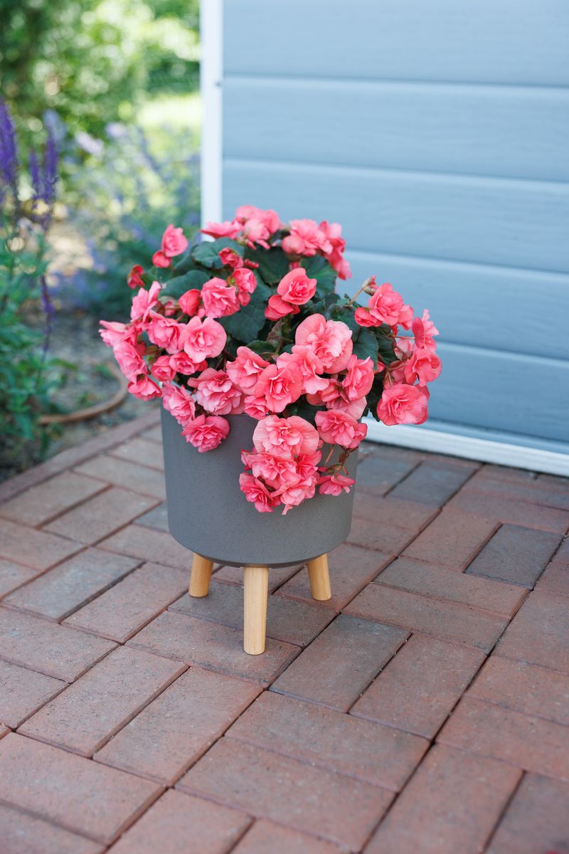 Kvetináč-Strend-Pro-farba-Kávový-prášok-20x20x26-cm-4 Kvetinac Strend Pro farba Kavovy prasok 20x20x26 cm 4
